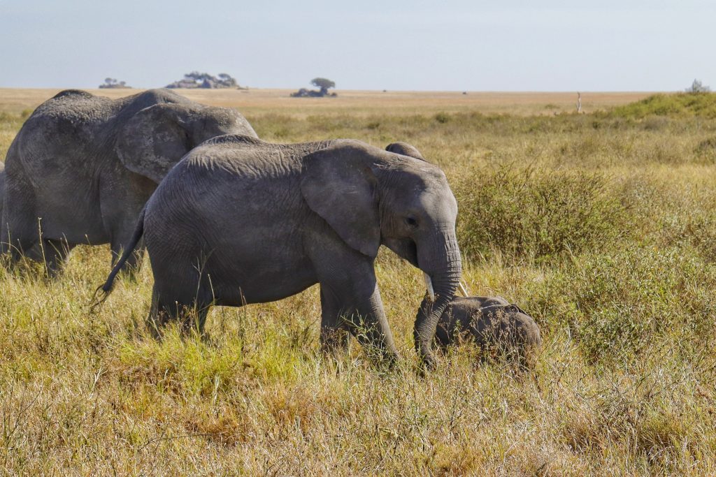 Die Elefanten-Leitkuh als Symbol für Leadership in einer beruflichen Neuorientierung